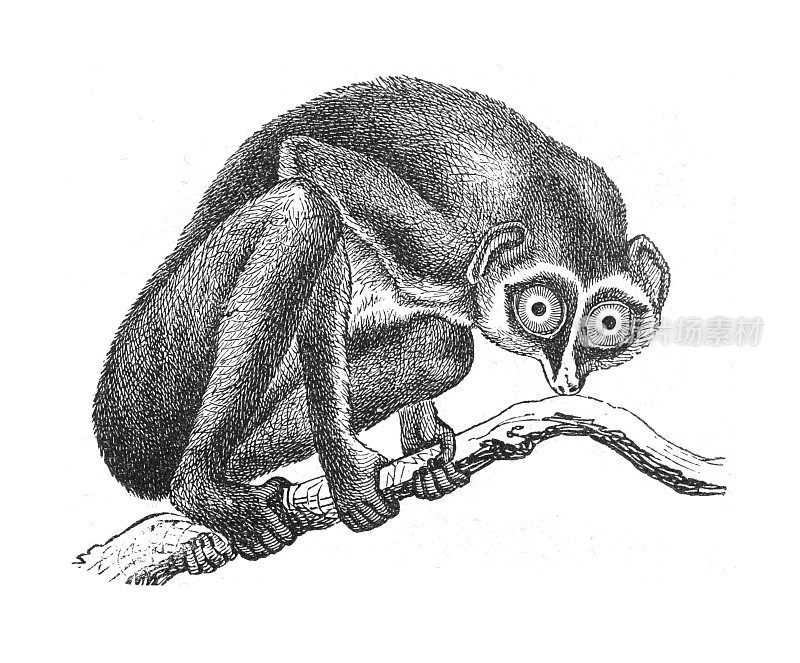 细长懒猴(Stenops gracilis) -复古雕刻插图